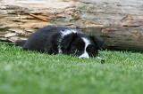 BORDER COLLIE 1252